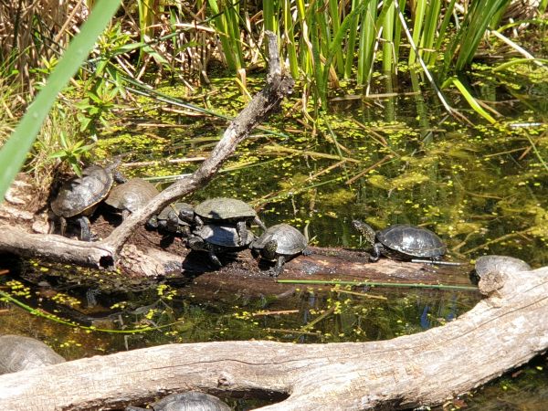 Schildkröten tummeln sich in der Sonne