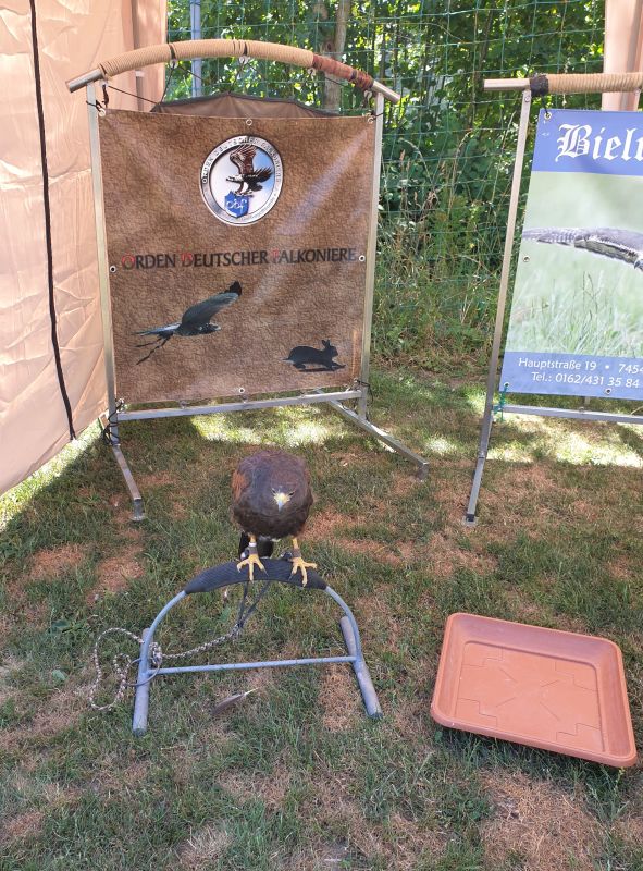 Falknerei Bielriet beim Kinderfest