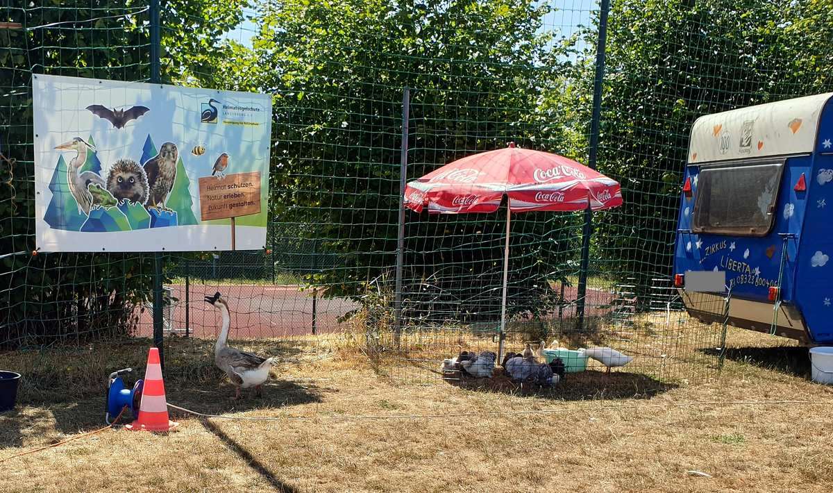 Der Zirkus Liberta baut seine Wohnwagen auf dem Sportplatz auf