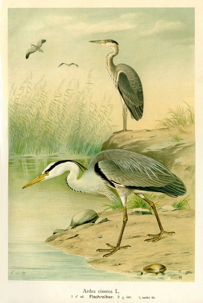 Abb. 3: Fischreiher, Ardea cinerea L.. Naumann, J. A. (1744–1826) und J. F. (1780–1857). Naturgeschichte der Vögel Mitteleuropas, VI. Band. C. R. Hennicke Hrsg., Gera, 1897–1905